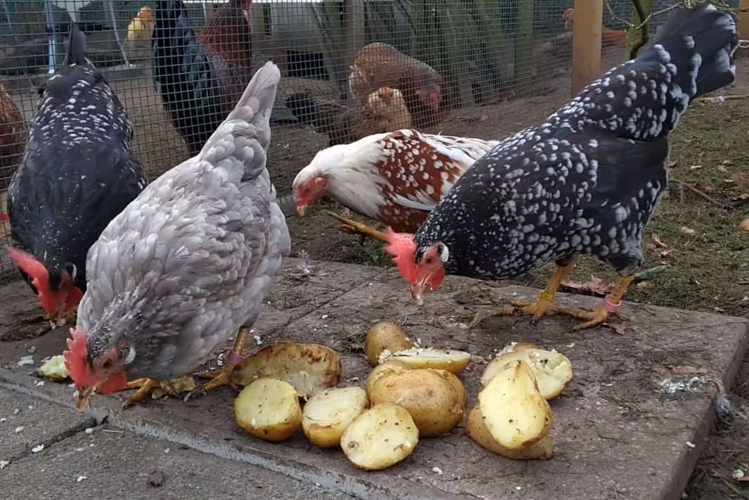 can chickens eat raw sweet potatoes