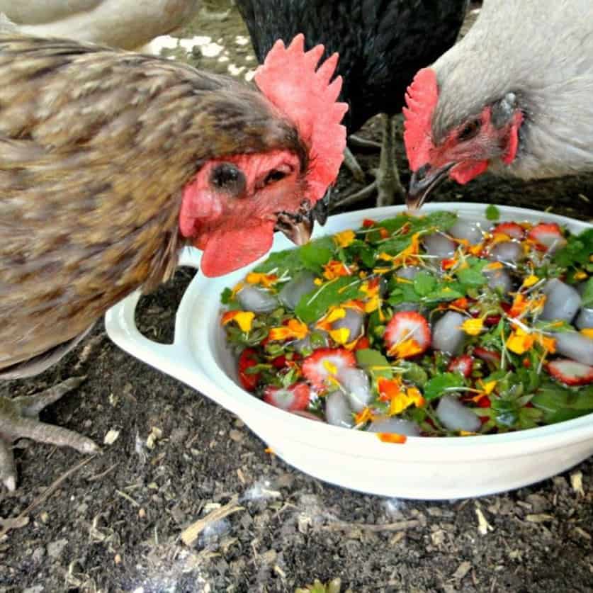can chickens eat strawberry tops