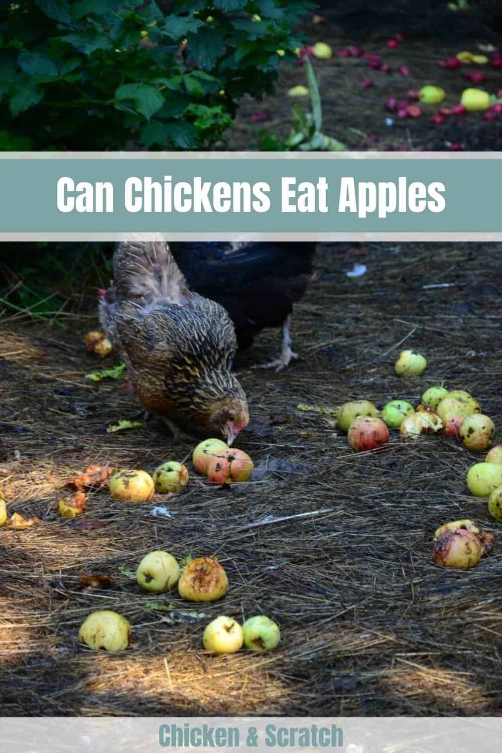 can chickens have apples