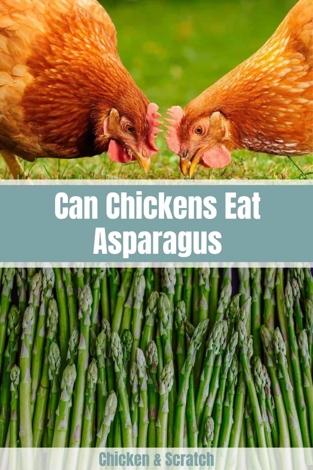 can chickens have asparagus