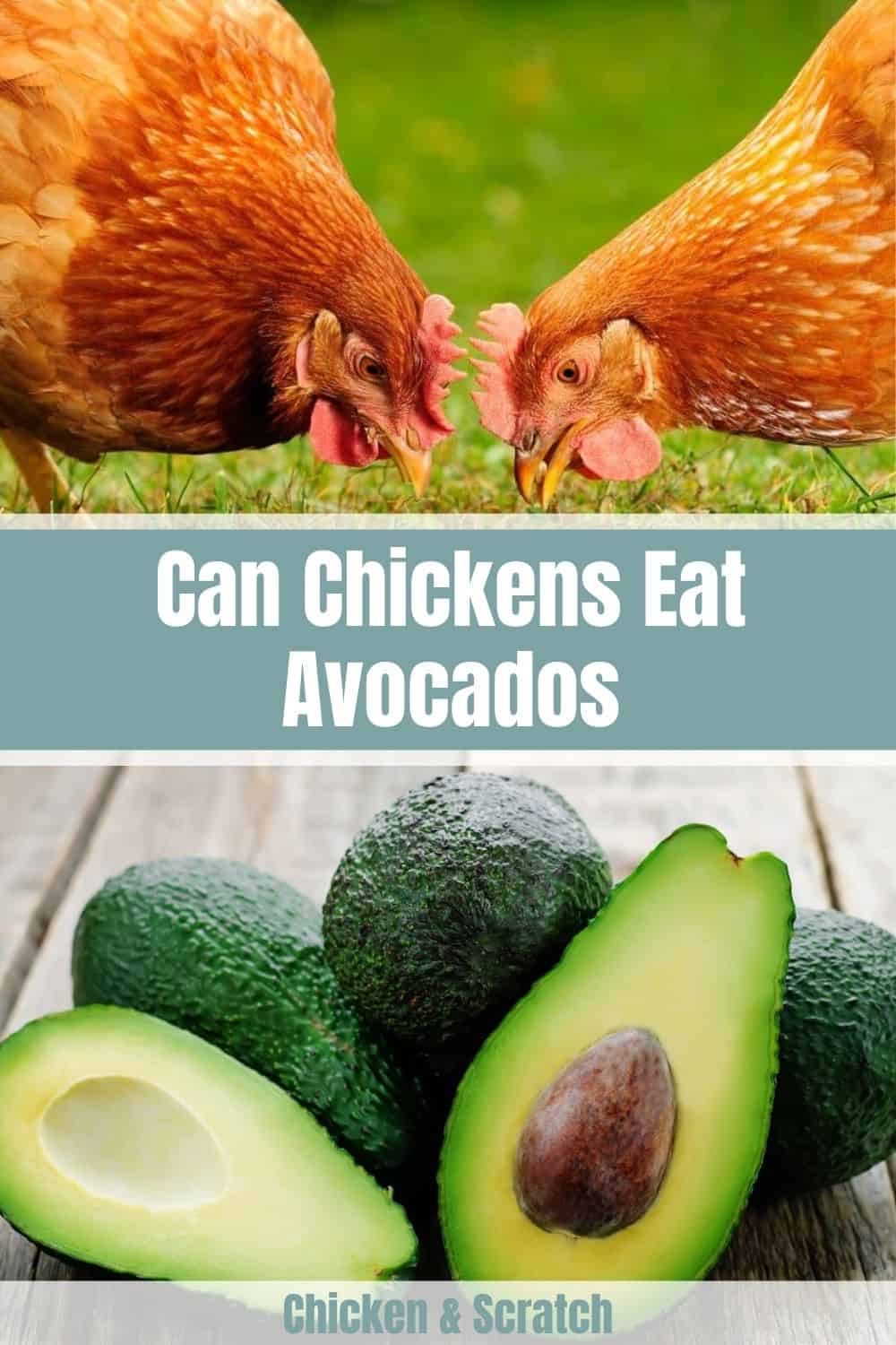 can chickens have avocado