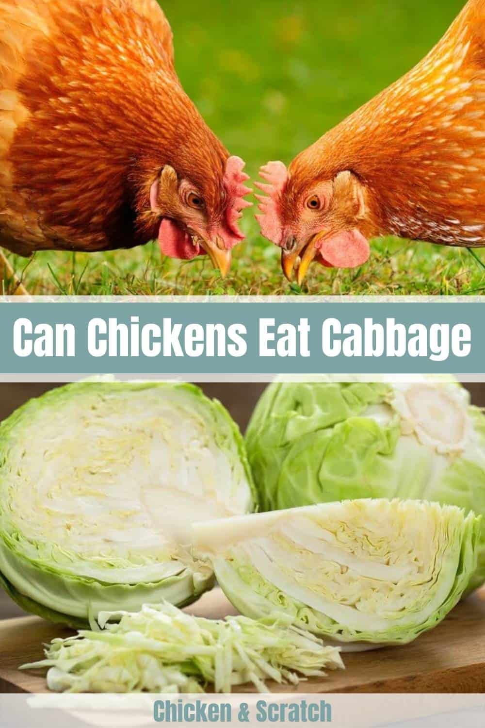 can chickens have cabbage