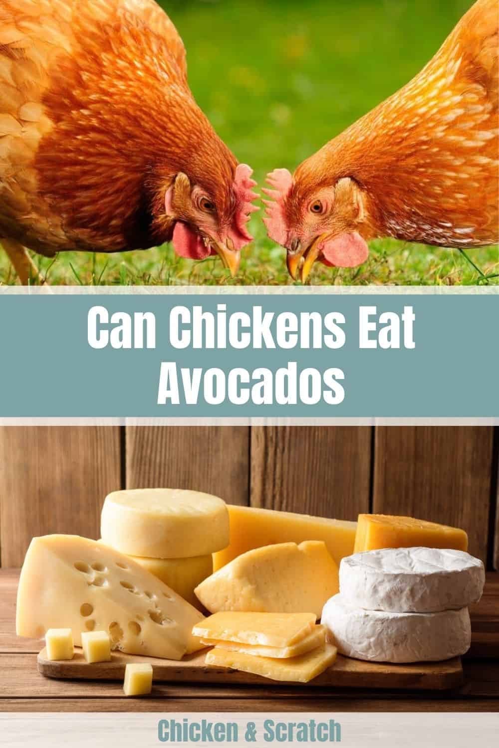 can chickens have cheese