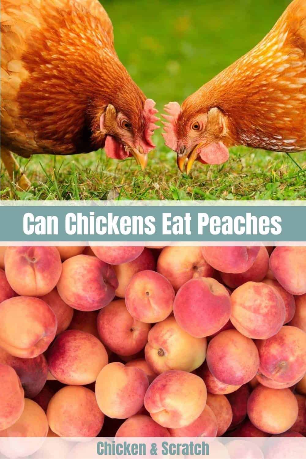 can chickens have peaches