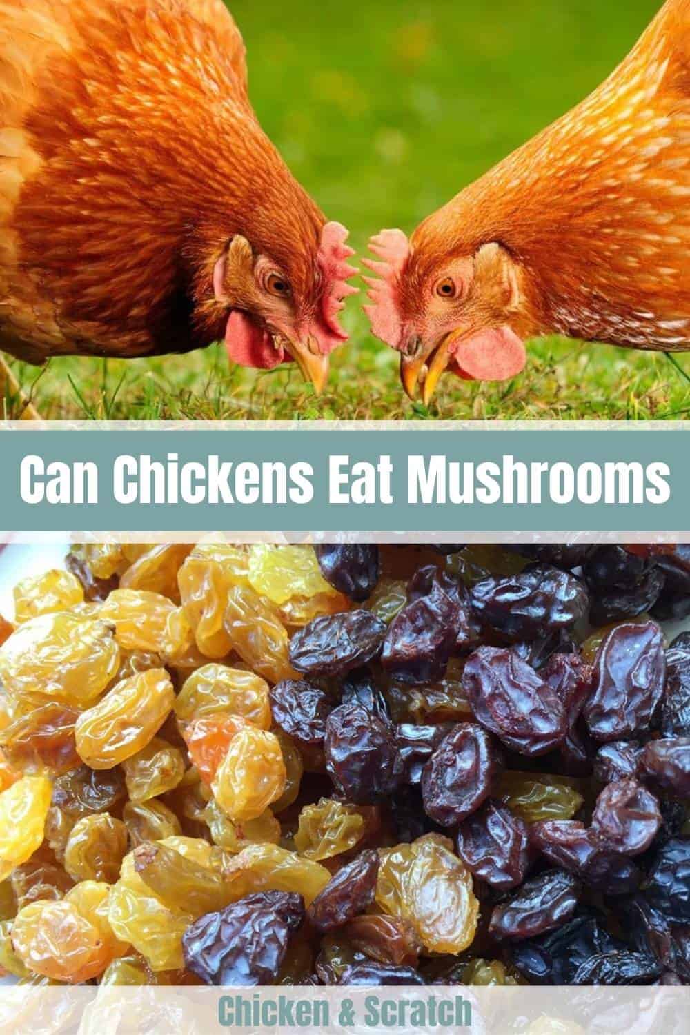 can chickens have raisins