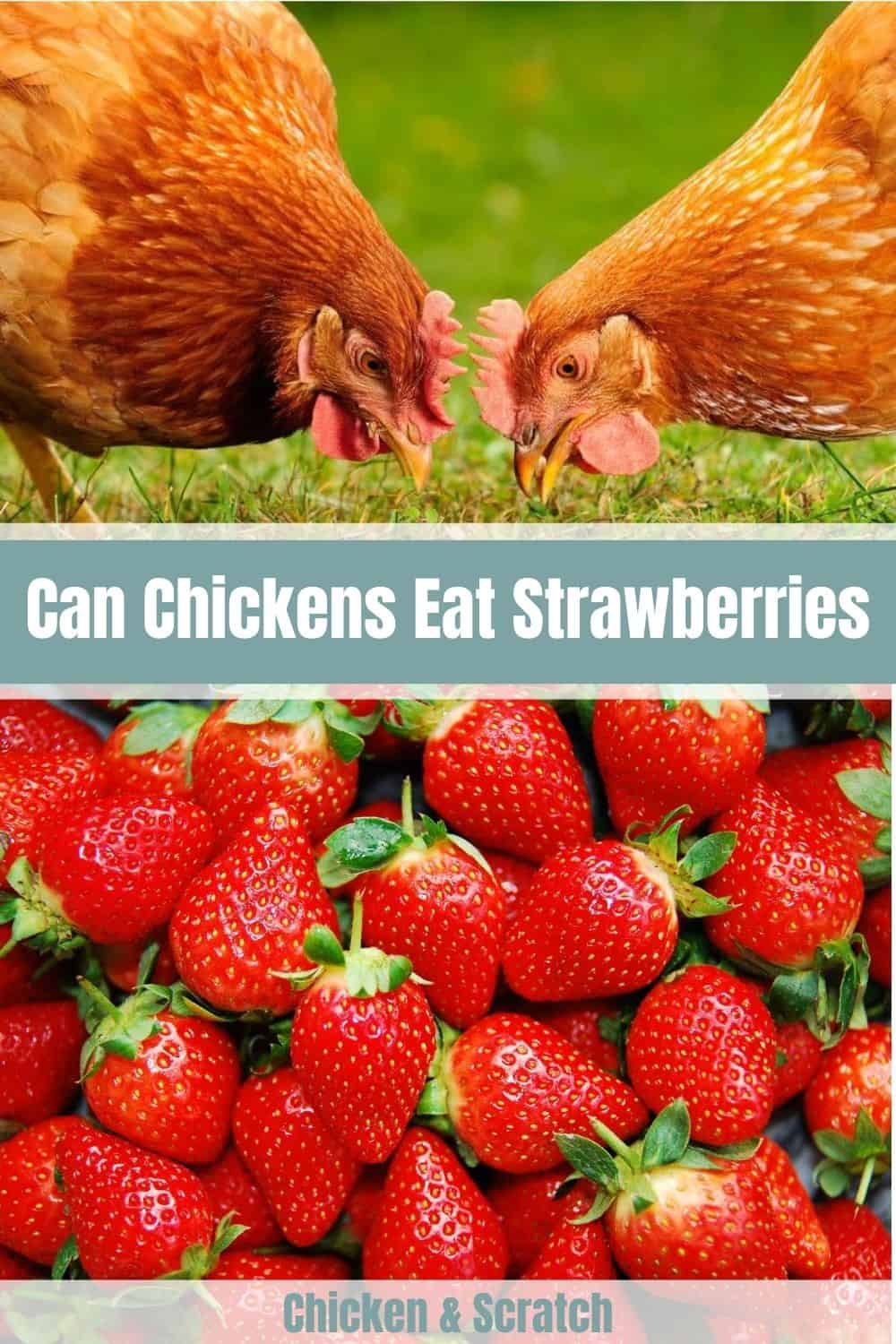 can chickens have strawberries