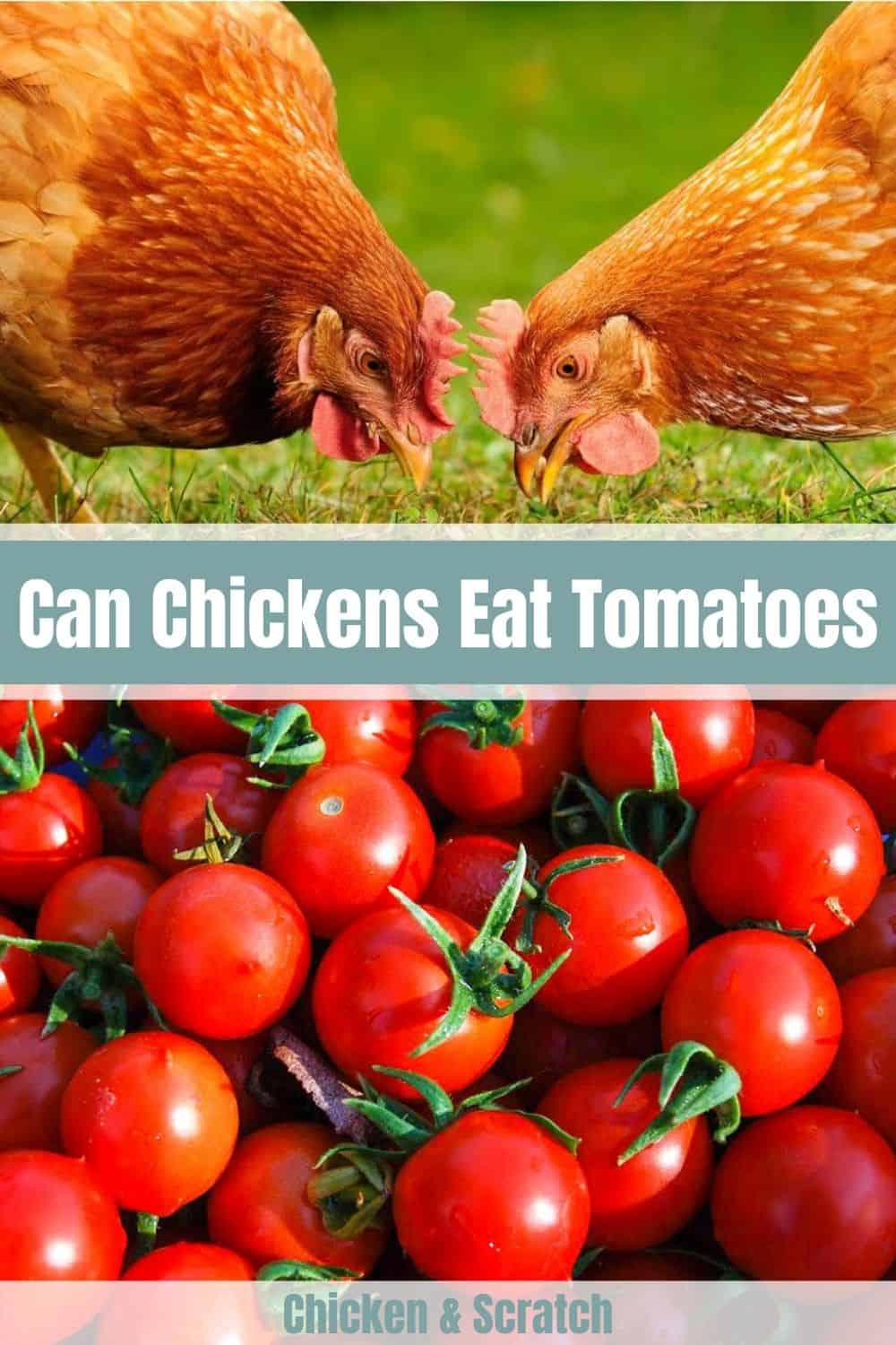 can chickens have tomato