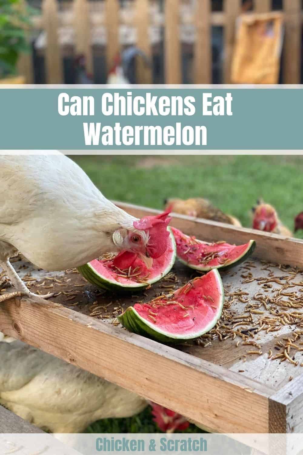 can-chickens-have-watermelon