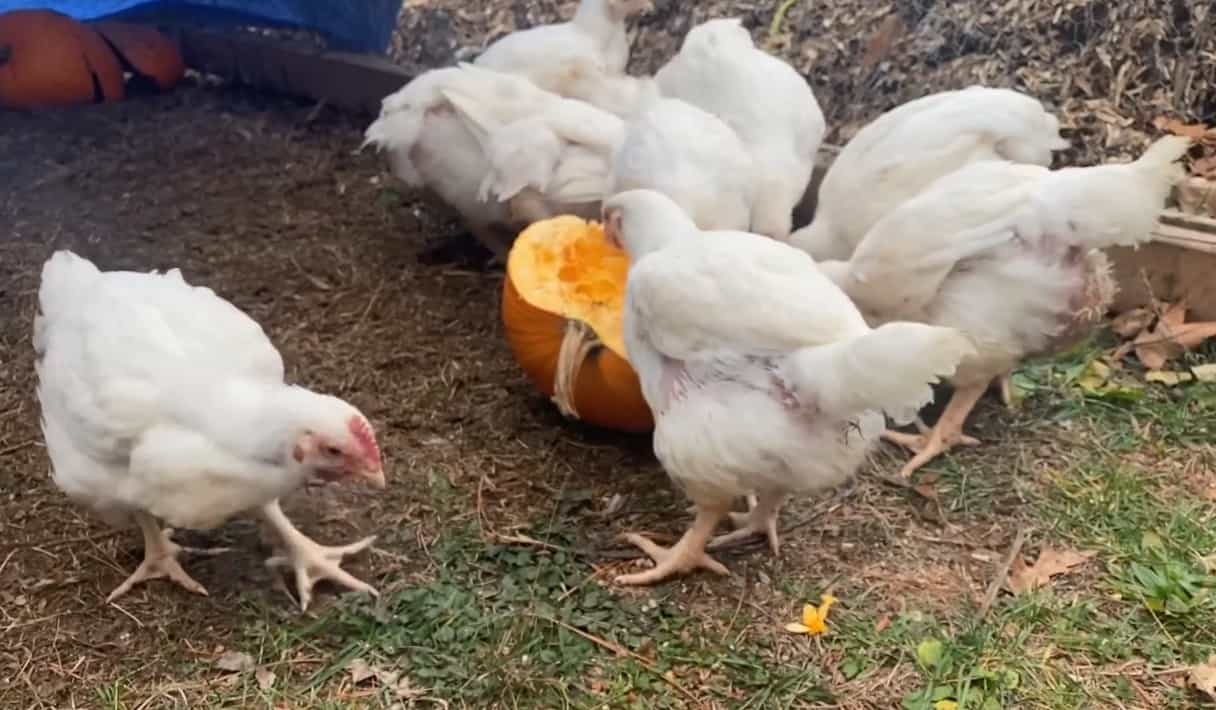 can ducks eat pumpkin