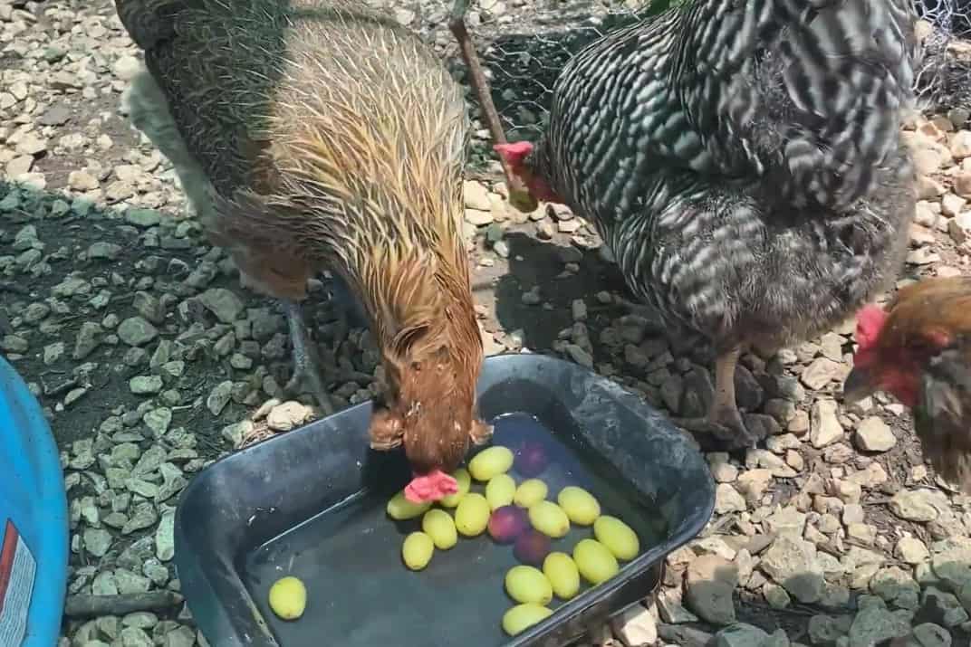 can you feed chickens grapes