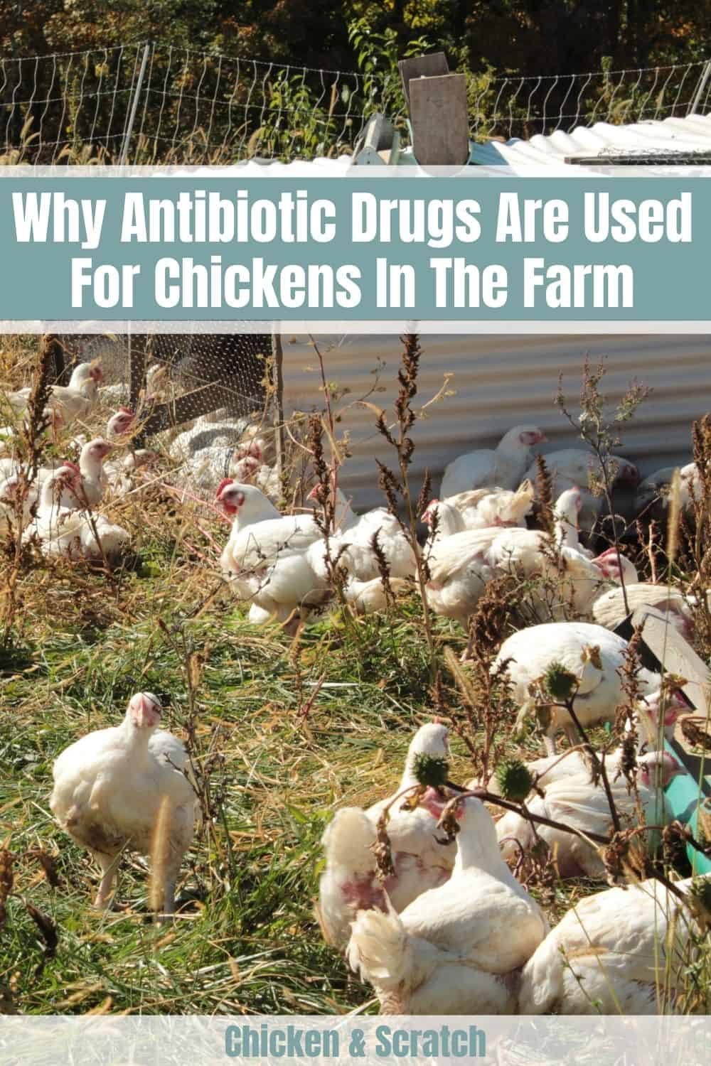 chicken antibiotics