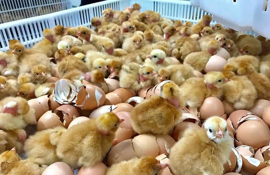 chicken breeding season