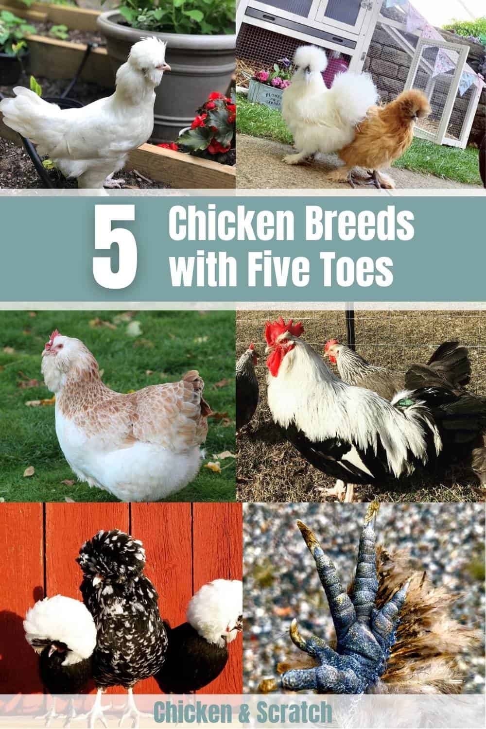 chicken breeds with 5 toes