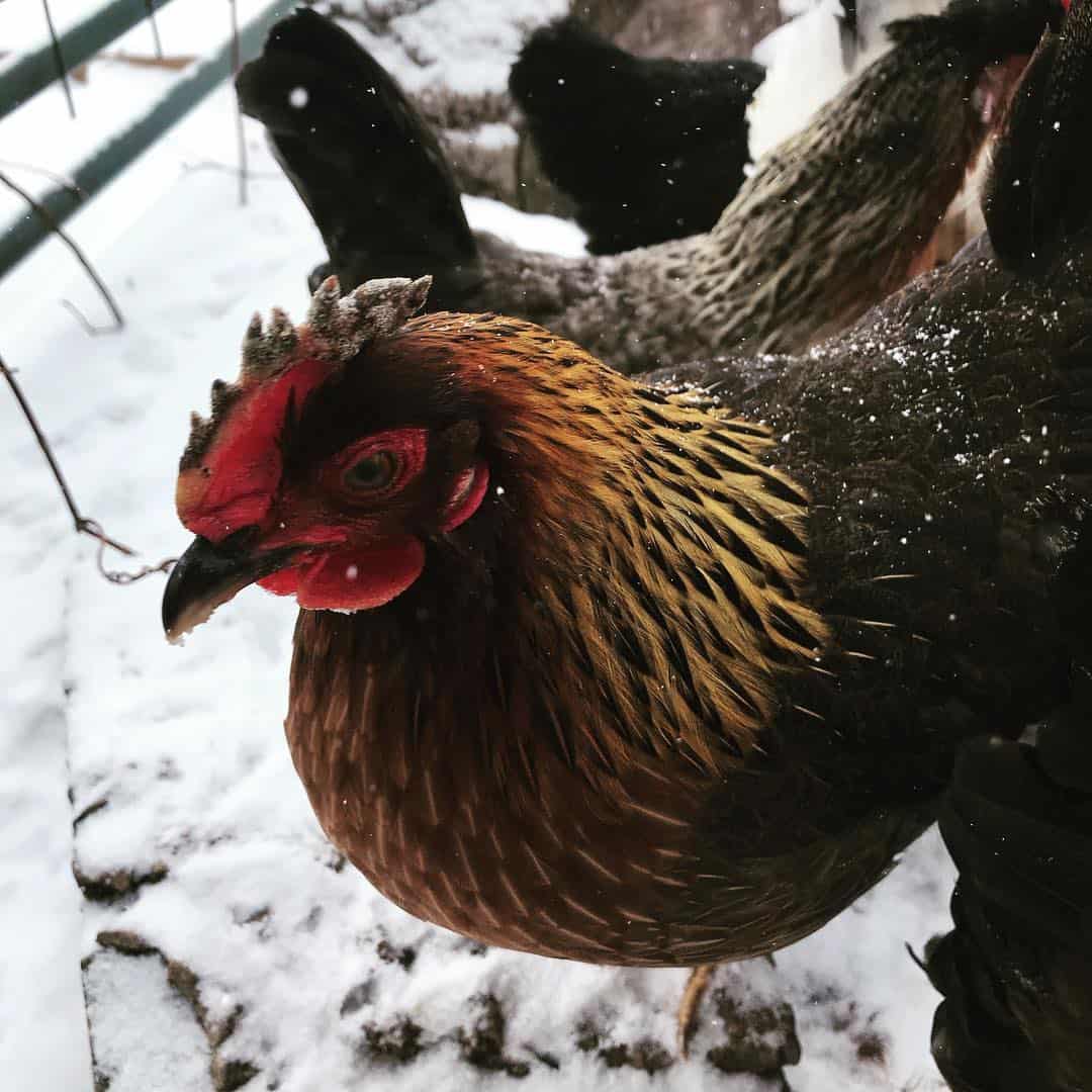 chicken comb frostbite