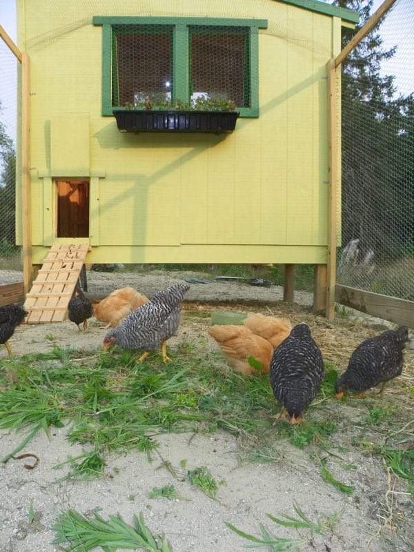 chicken coop free plans