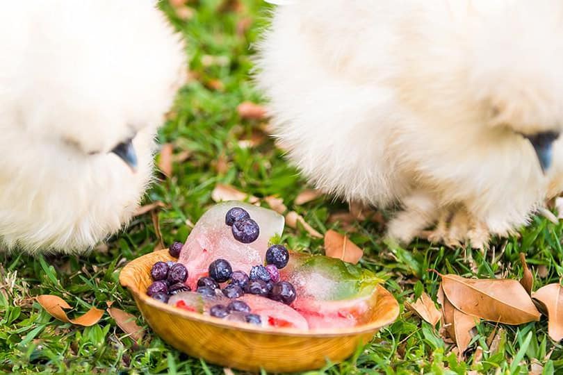 chicken eat Berries