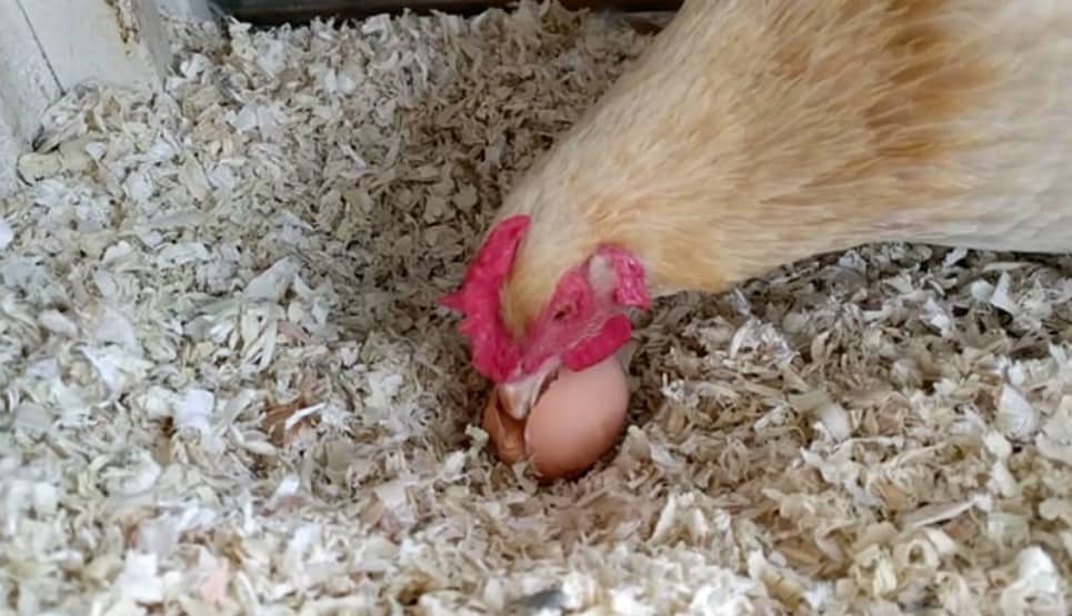 chicken eat Eggshells