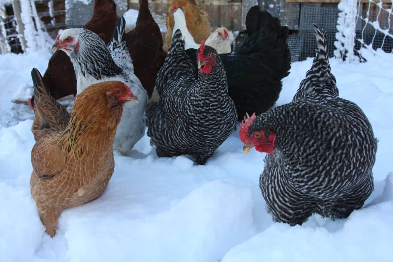 chicken laying eggs in winter