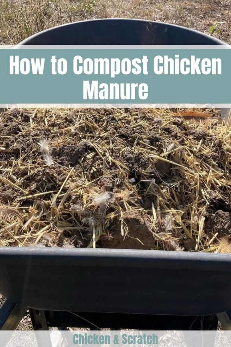 4 Easy Steps to Compost Chicken Manure