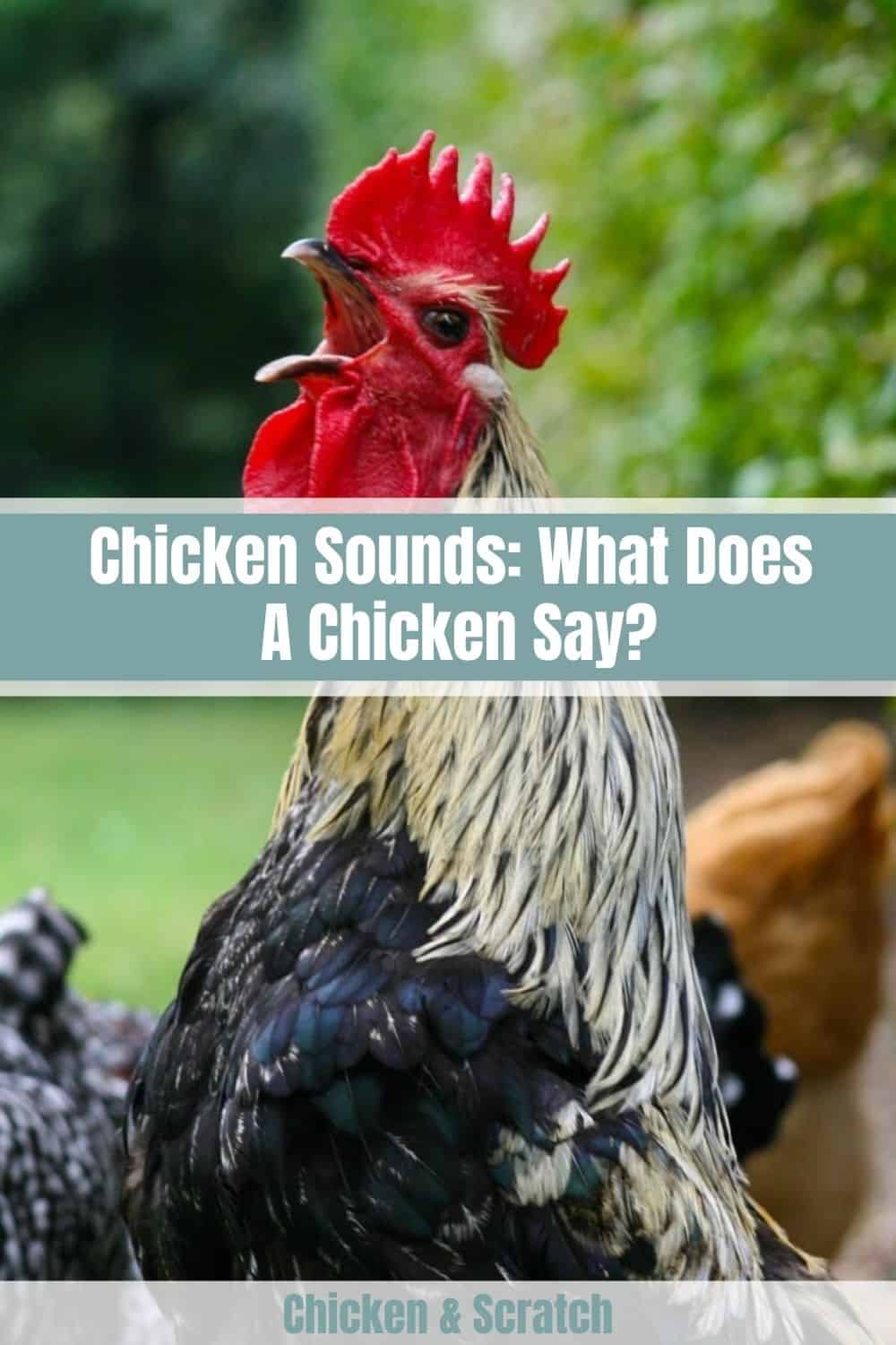chicken sound