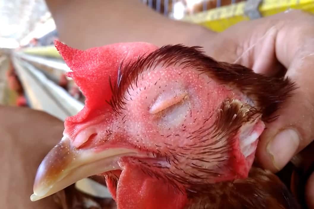 chicken swollen eye