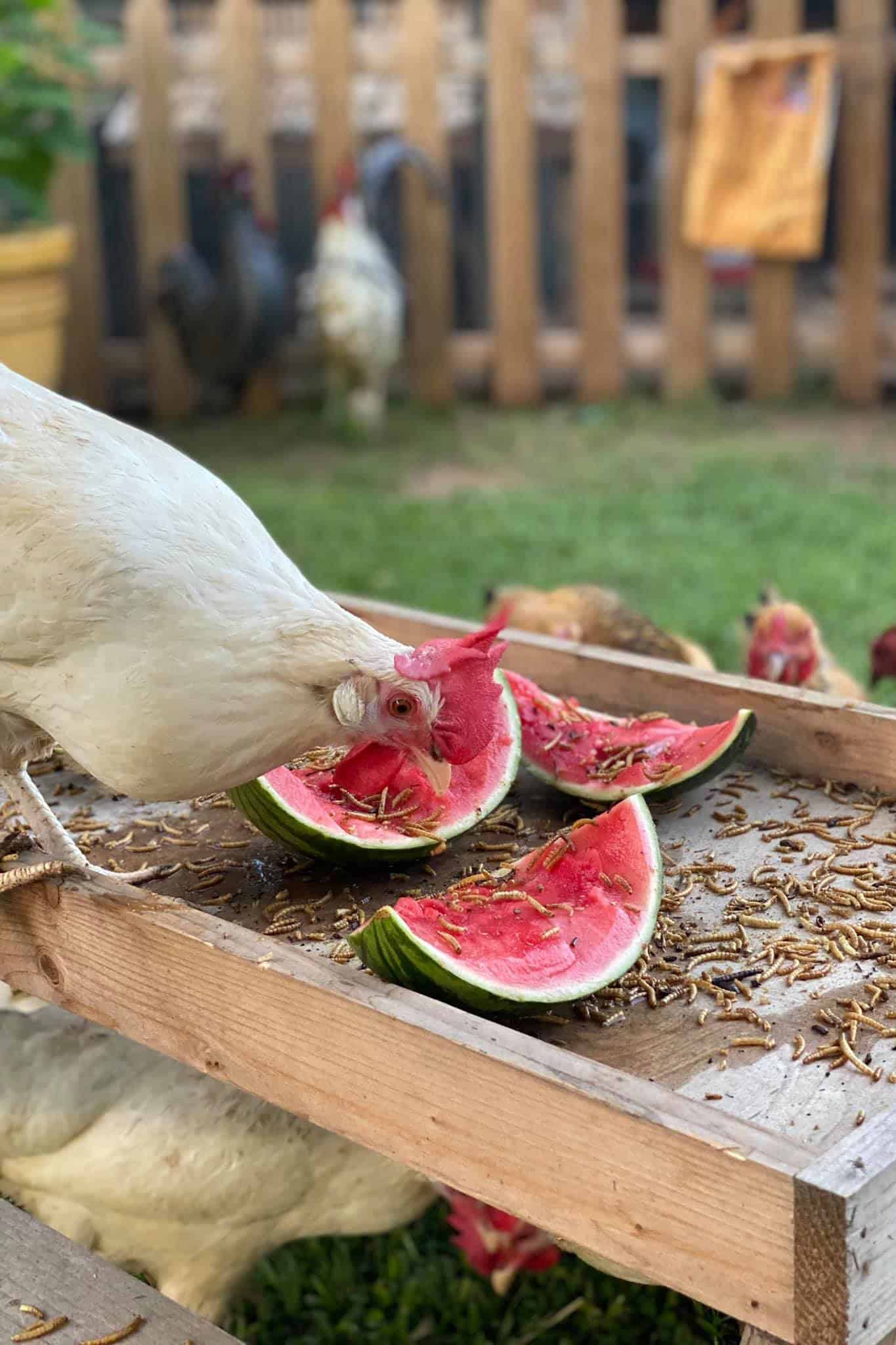 chicken watermelon