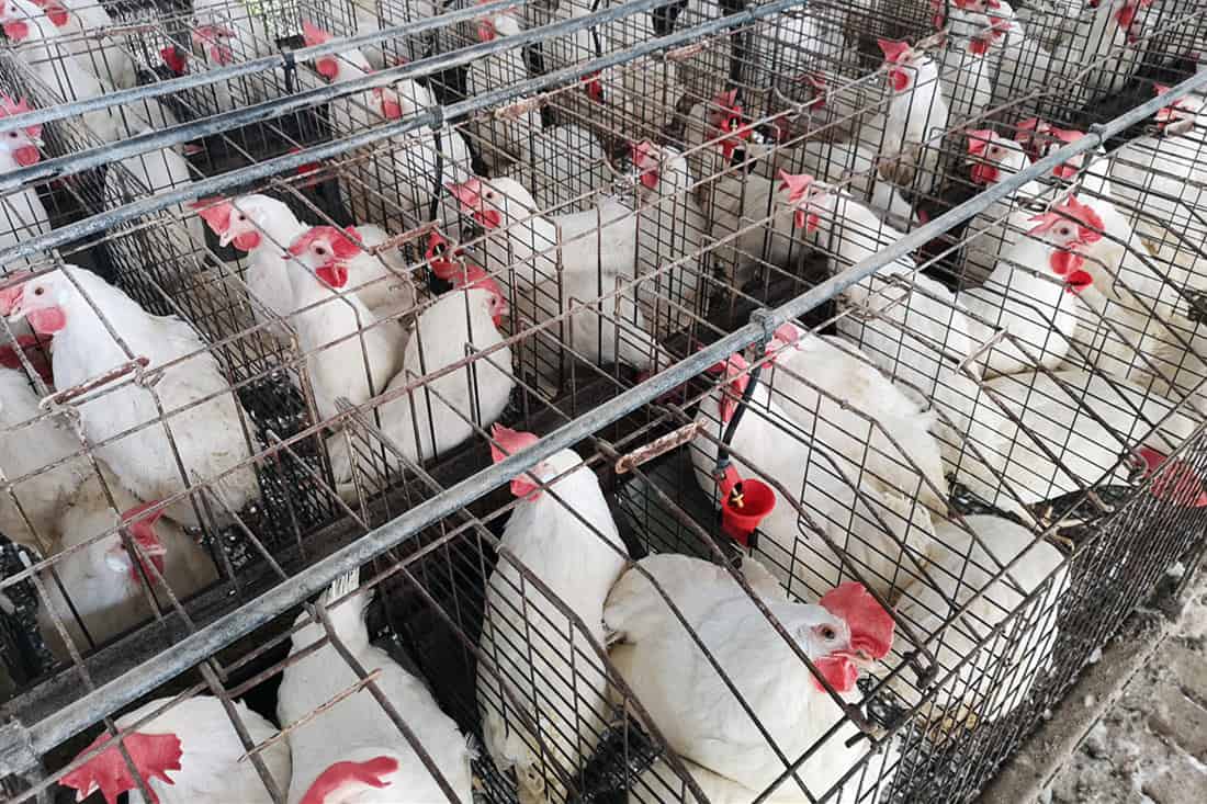 chickens and antibiotics