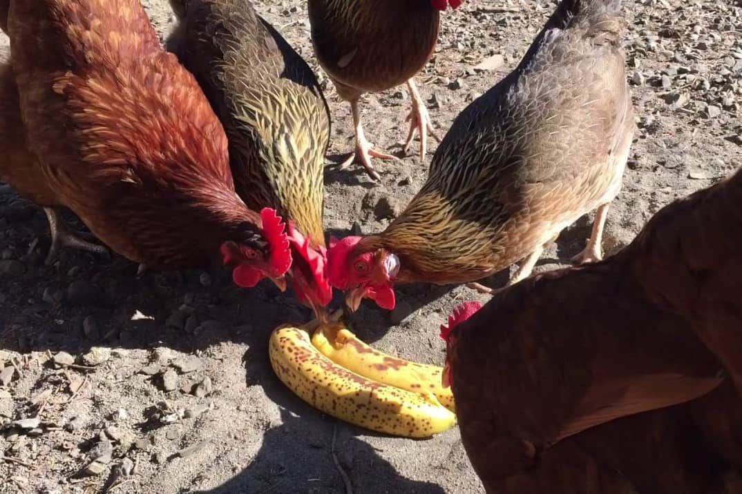 chickens bananas