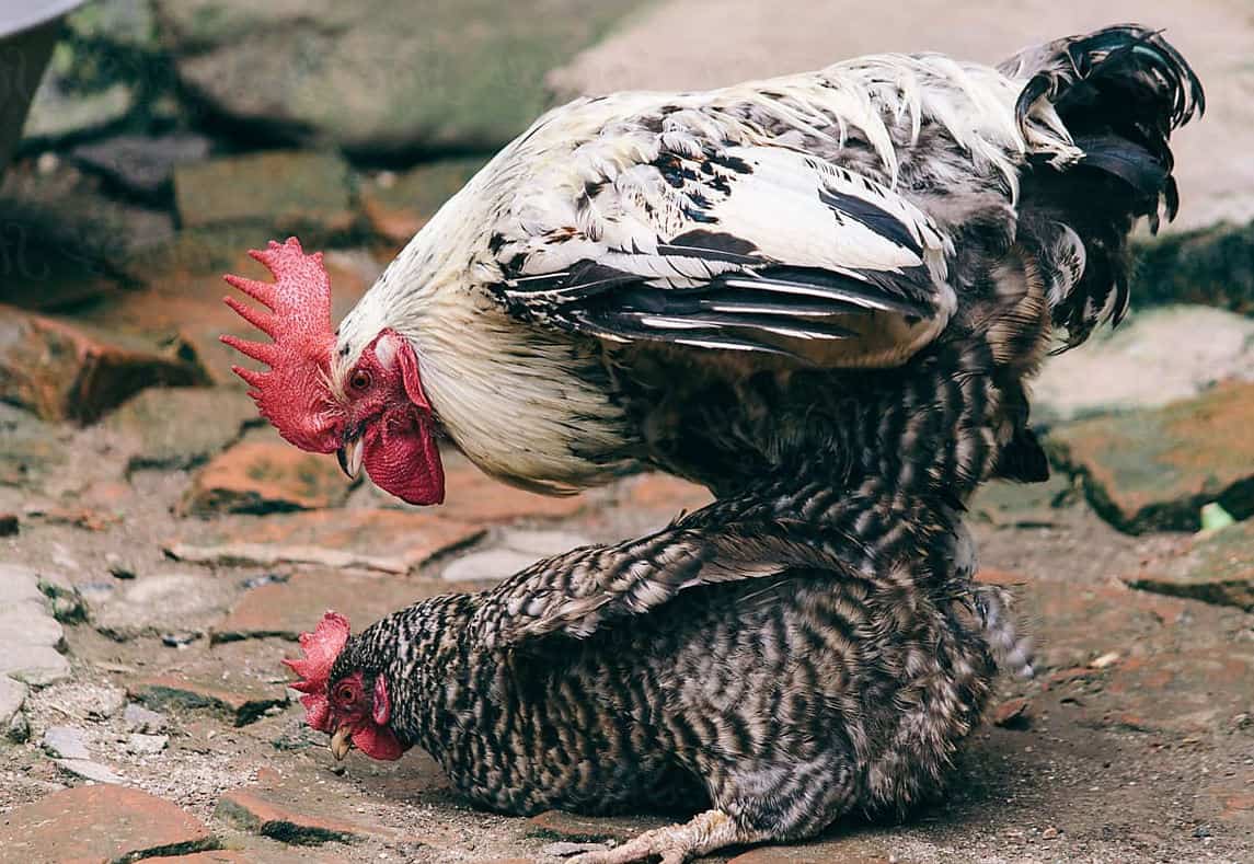 chickens mating process