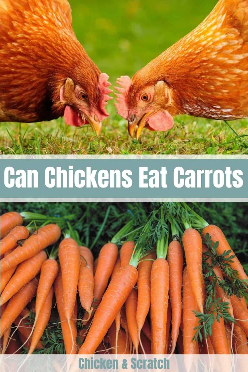 chickens eat carrot