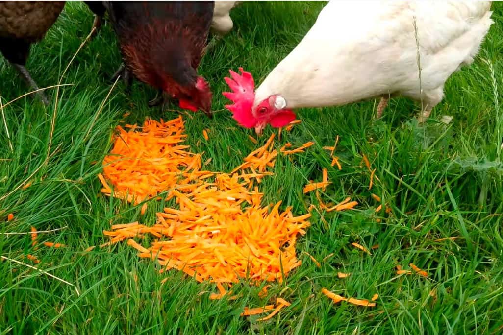 chickens eat carrots