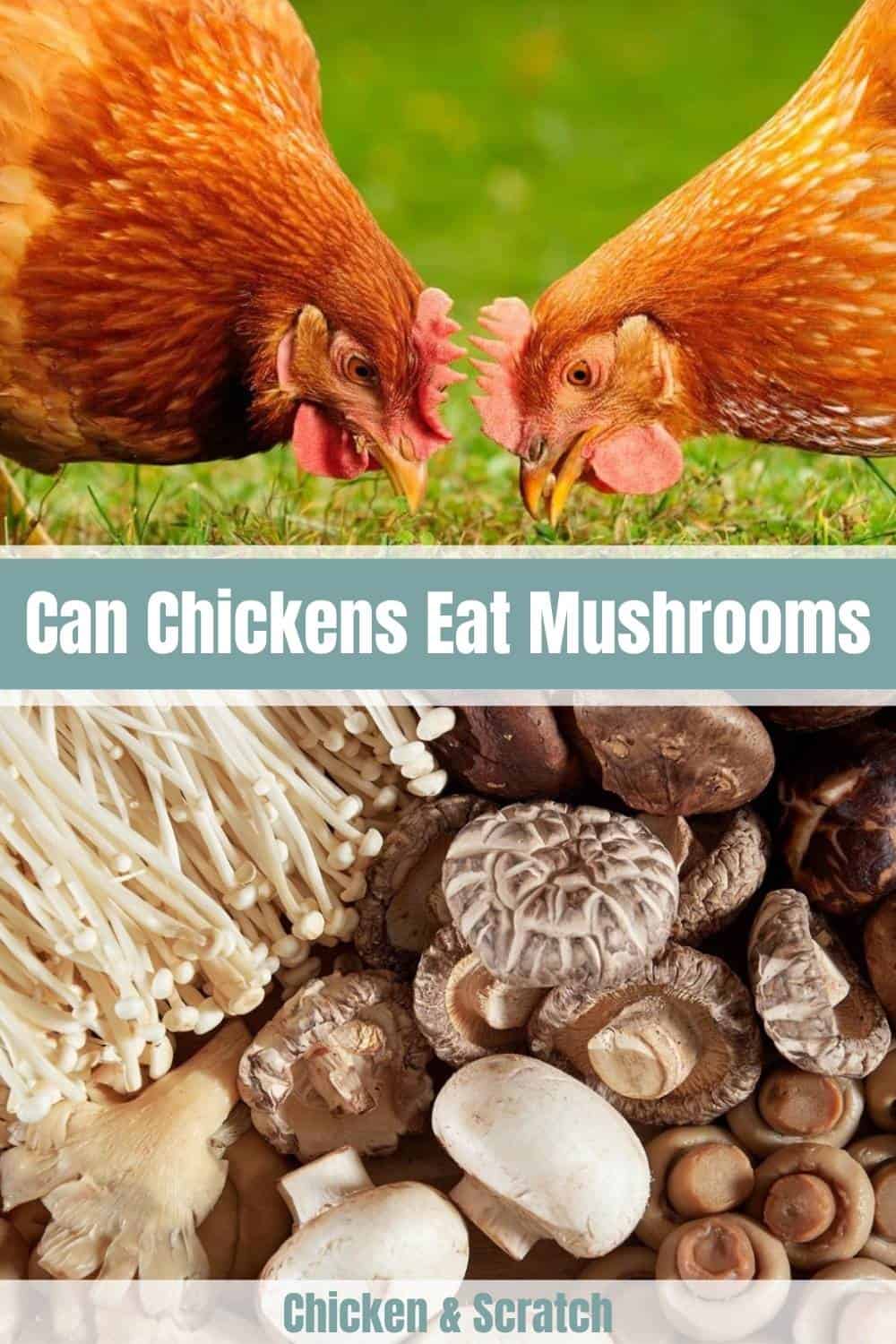 chickens eat mushroom
