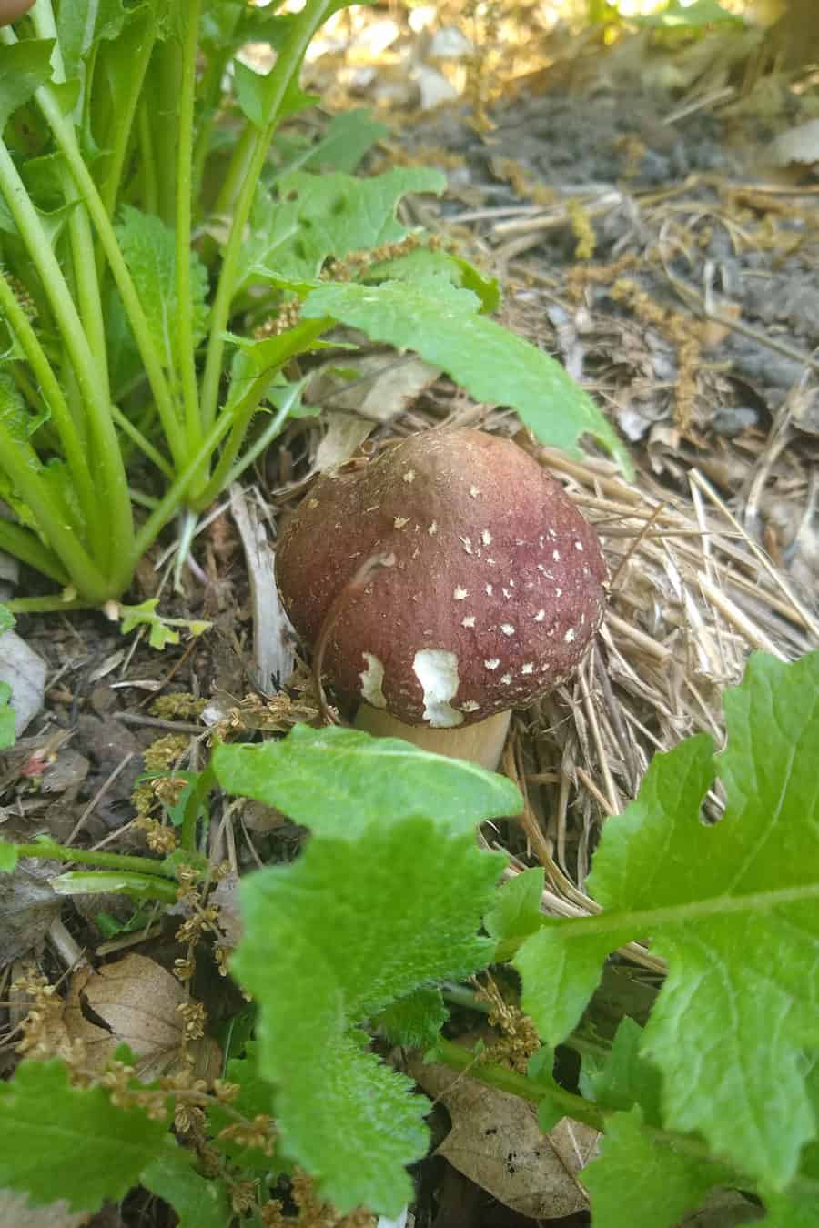 chickens eat mushrooms