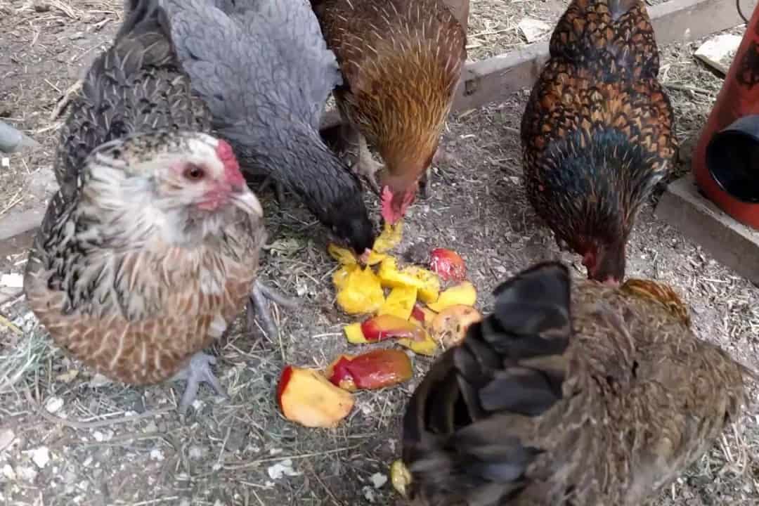 chickens eat peaches