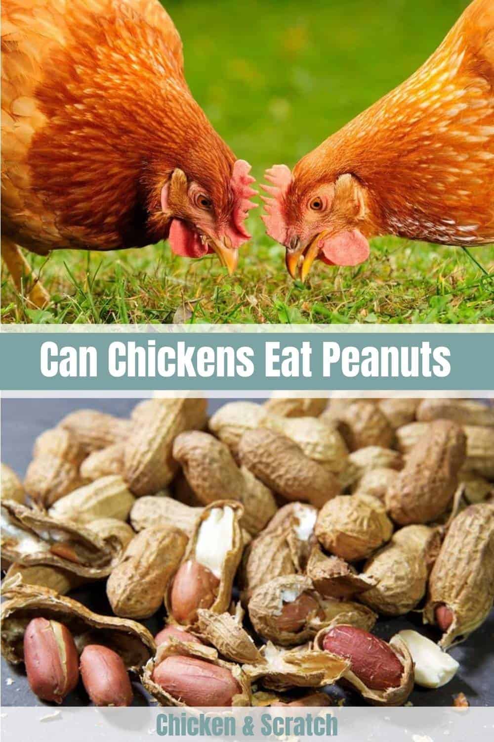 chickens eat peanuts