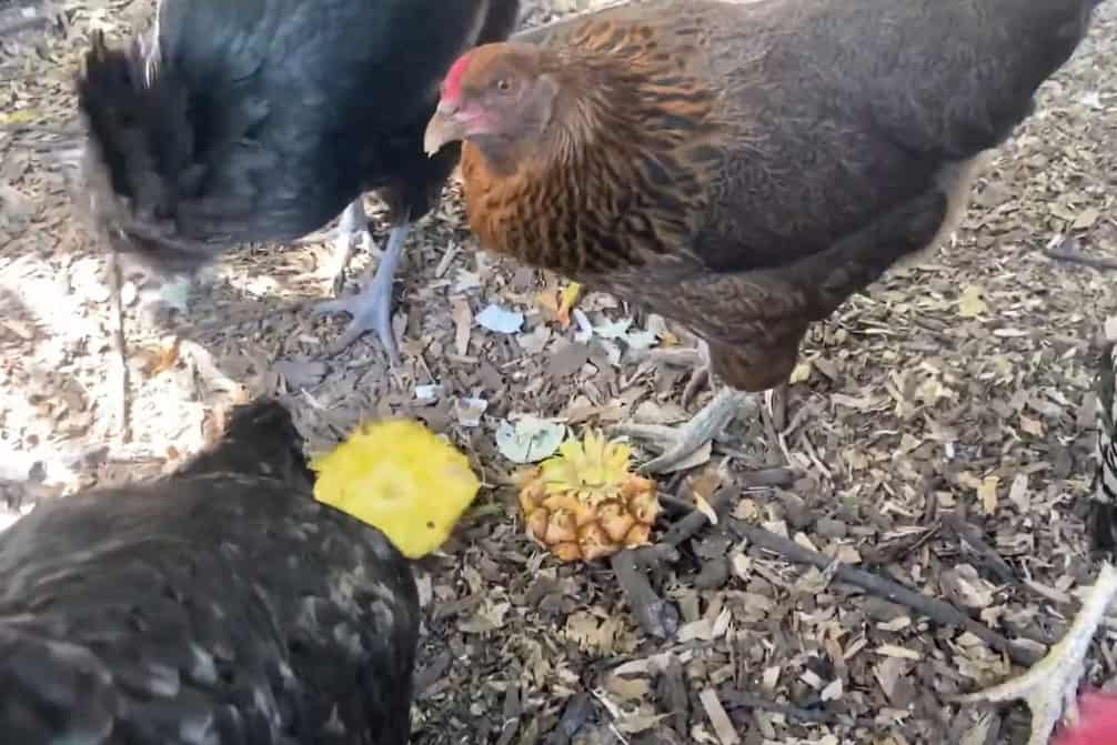 chickens eat pineapple