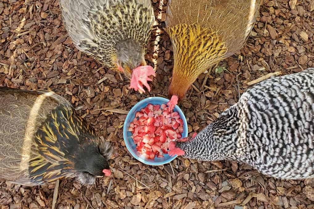 chickens eat strawberries