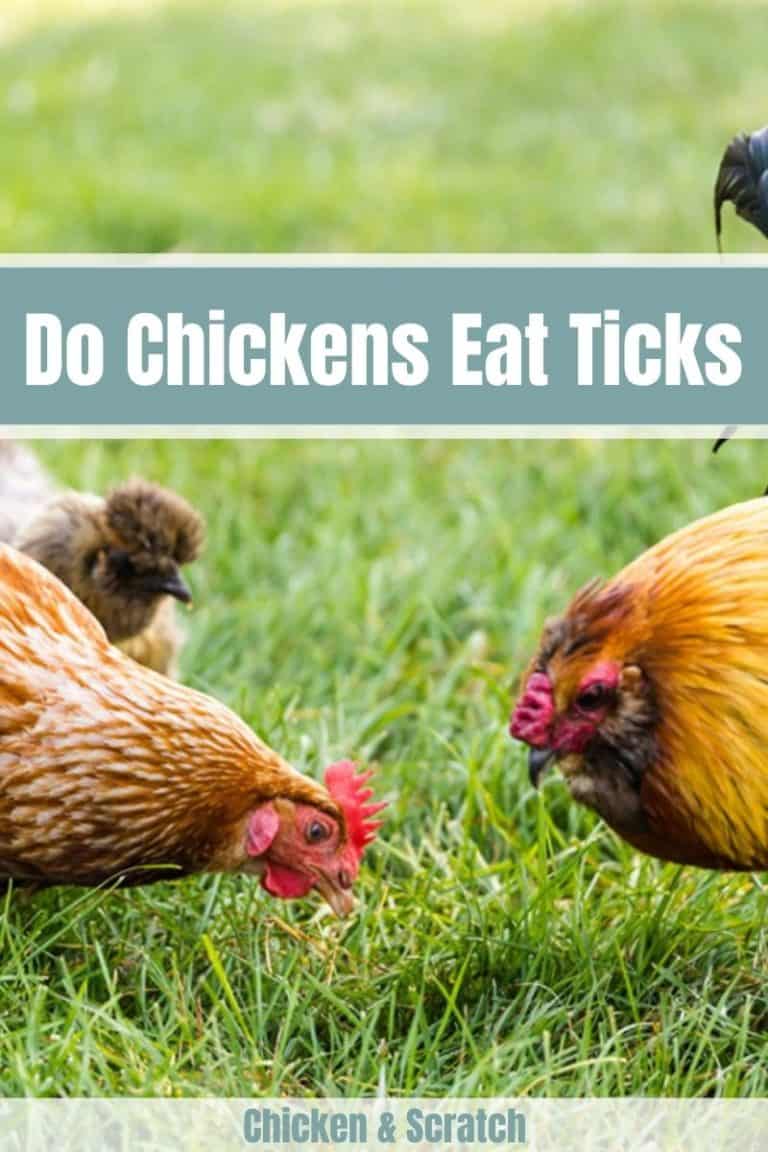 Do Chickens Eat Ticks? Tick Control