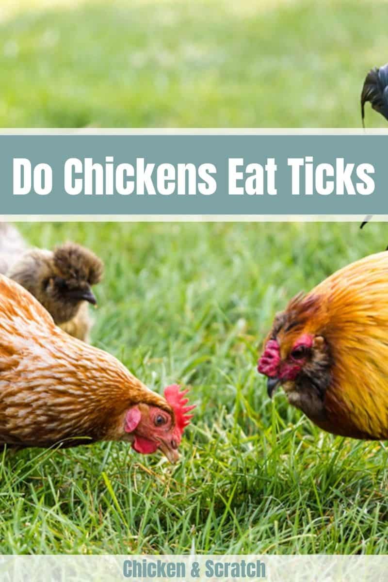 chickens eat ticks