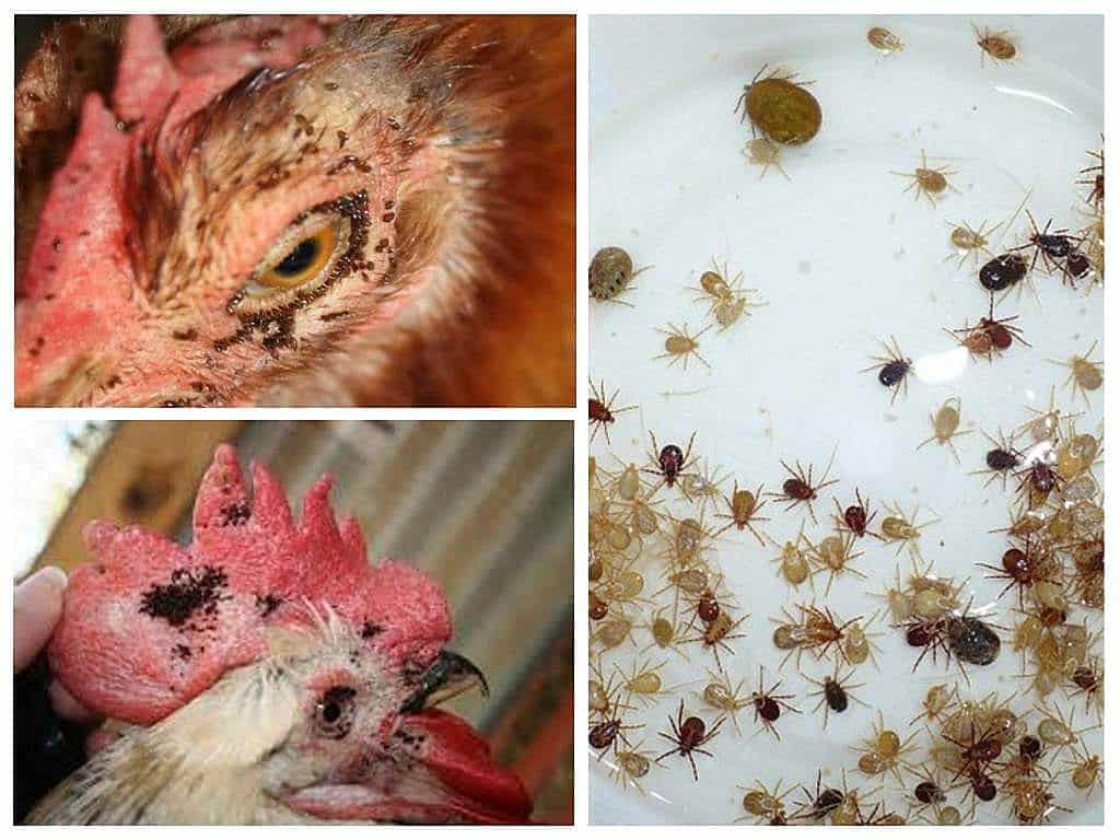 chickens eat ticks