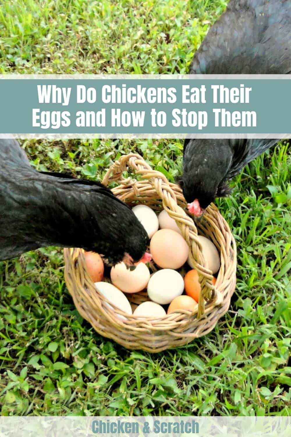 chickens eating eggs