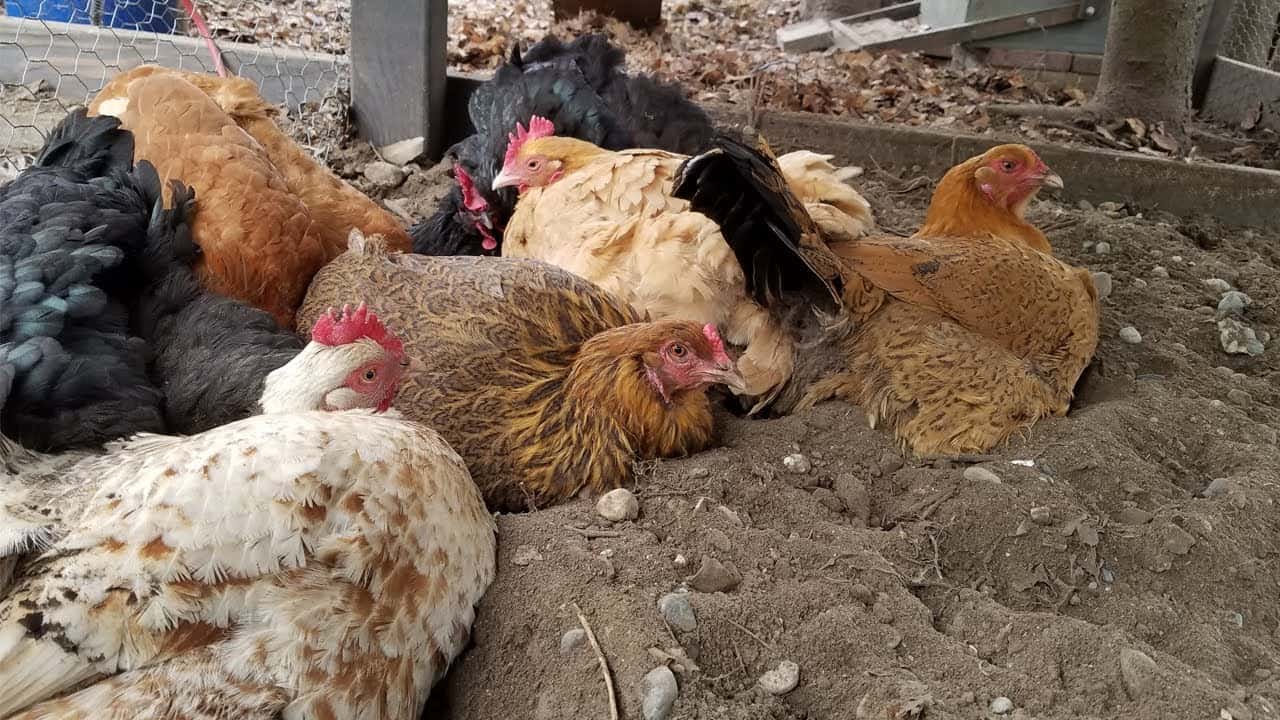 chickens eating their eggs