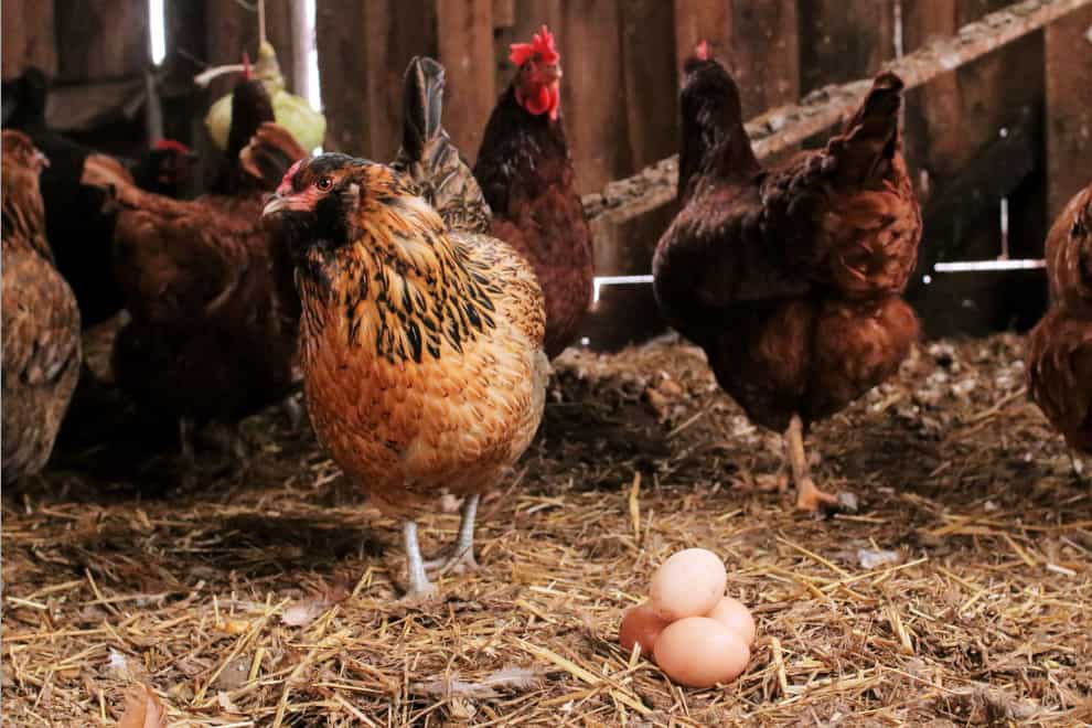 Why Do Chickens Eat Their Eggs and How to Stop Them