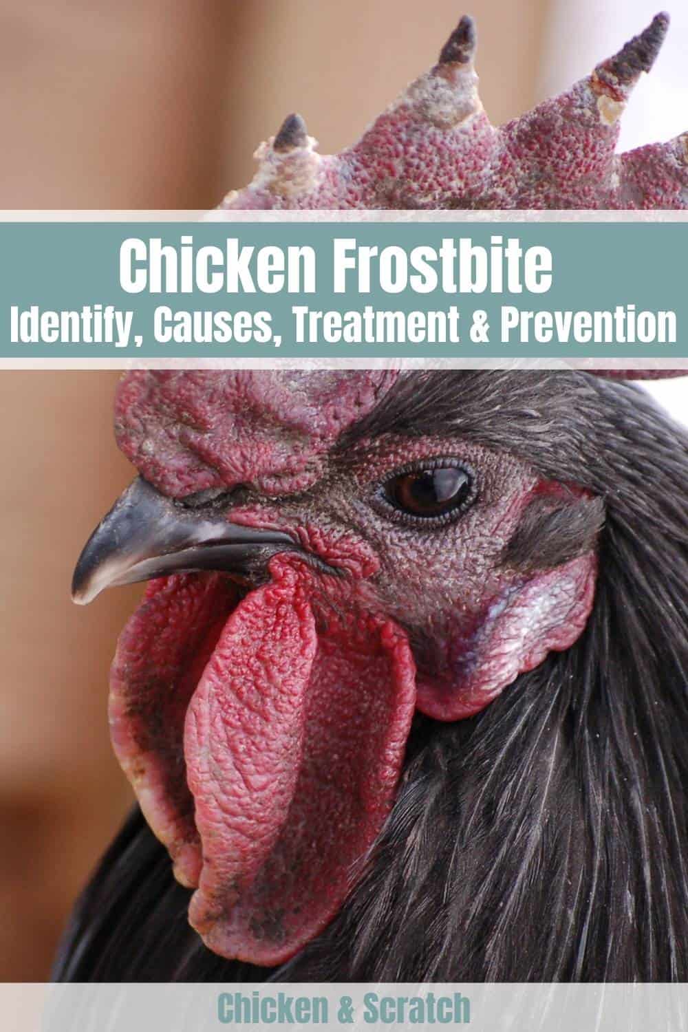 chickens frostbite
