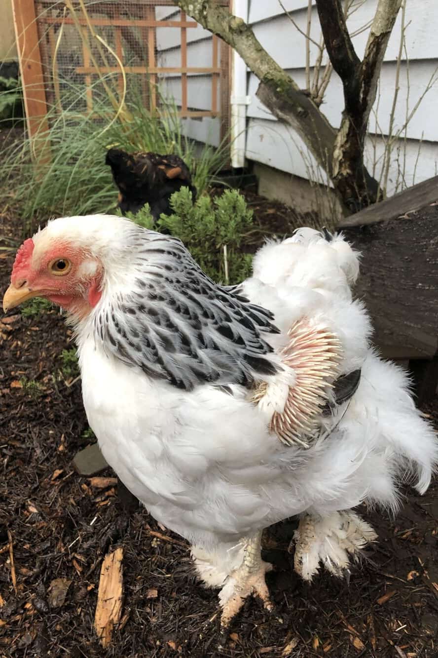 chickens laying eggs in winter