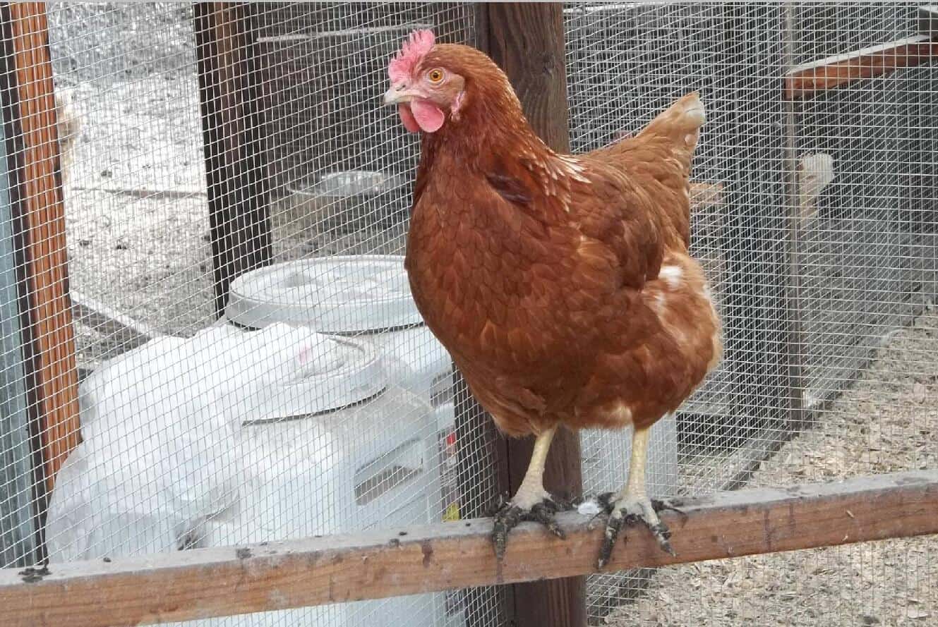 chickens pecking at each other