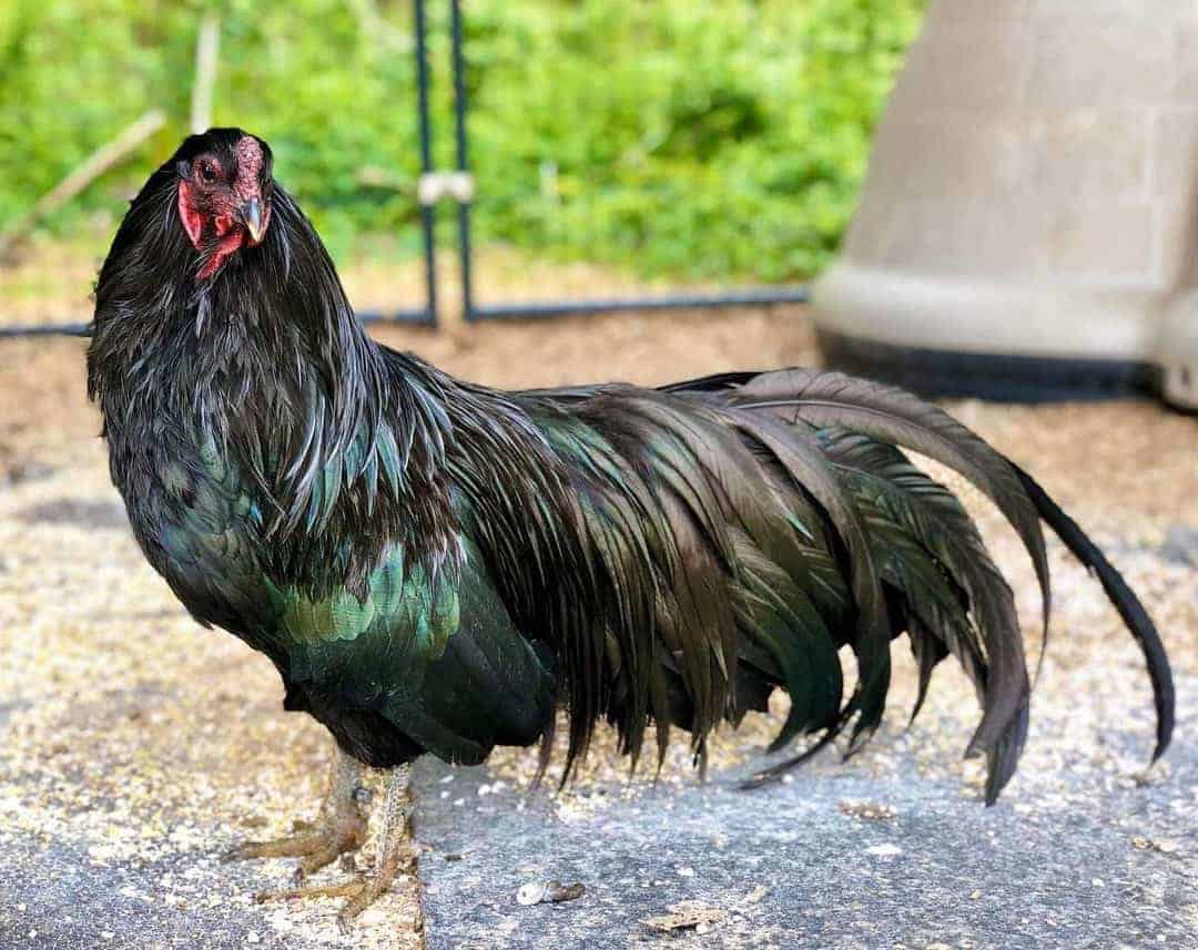 chickens with blue feathers