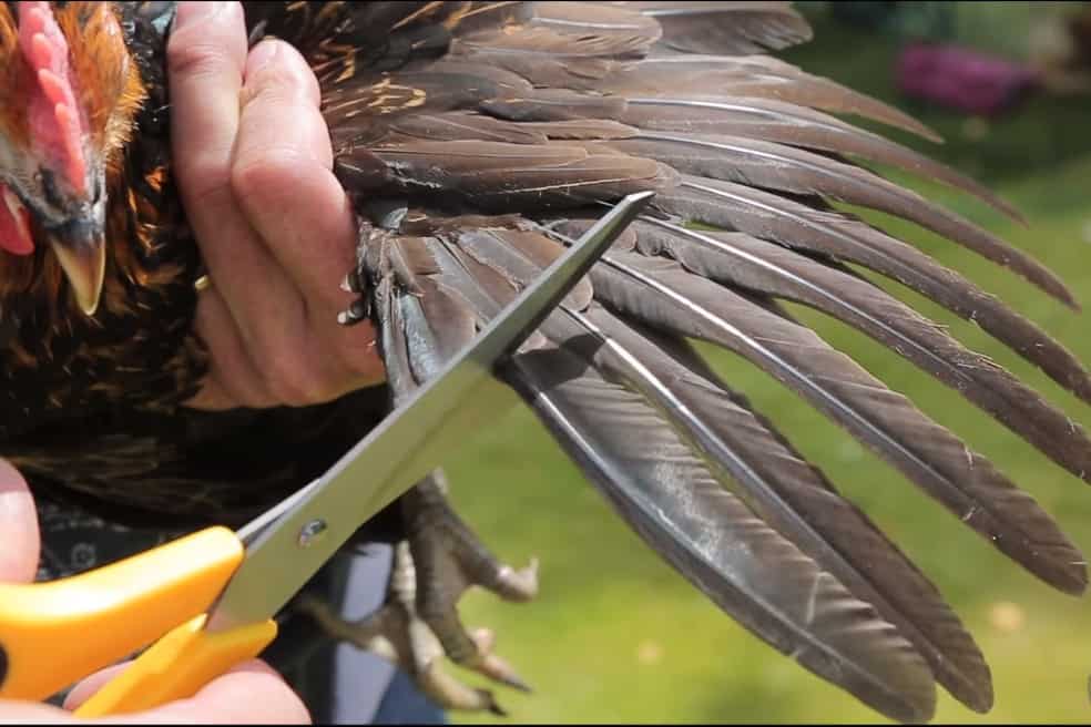 9 Guidelines To Clip Chicken Wings With Pictures   Clip Chicken Wings 