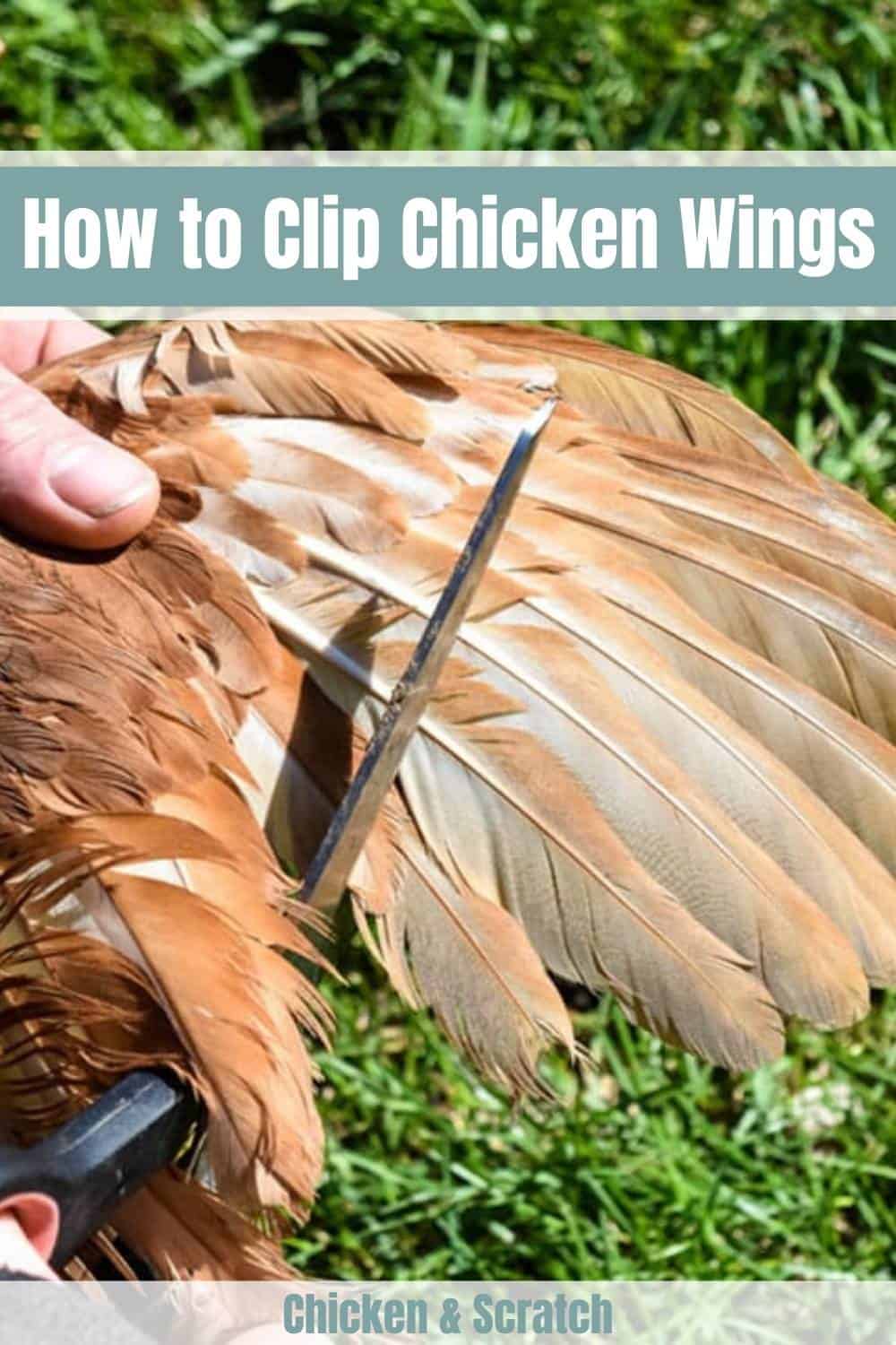clipping chicken wings