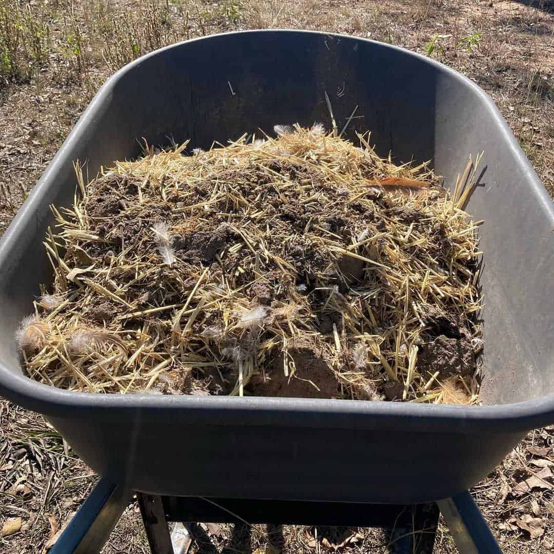 composting chicken manure